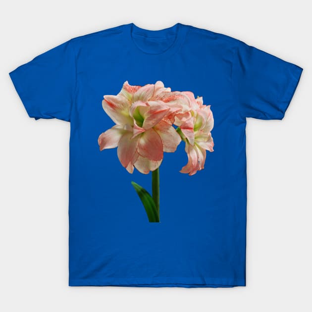 Amaryllis - Amaryllis Aphrodite T-Shirt by SusanSavad